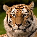 tigra_bengalia