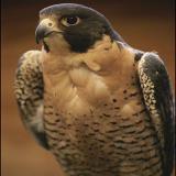 falcon59975