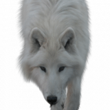 whitewolf1