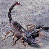 scorpion35
