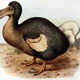 Dodo-Vogel