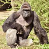 Never_Forget_Harambe
