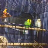 A_quaker_parrot