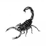 escorpion01