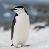 PenguinPacks