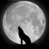 Wolf_