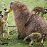 nerdycapybara