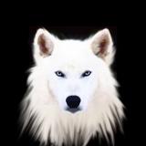 White_old_wolf
