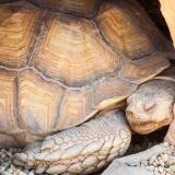 tortoises3