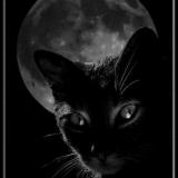black_cat_96