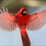 Cardinal56