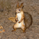 ninja-squirrel
