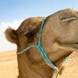 The_Camel