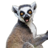 ring-tailed_lemur