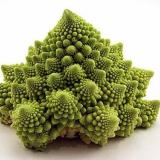 fractalbroccoli