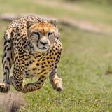 IrI_Cheetah