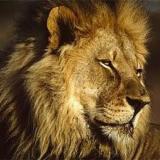 Lionheart--