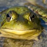 The_Green_Frog