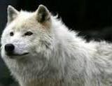 wild_white_wolf_www