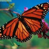 Butterfly31