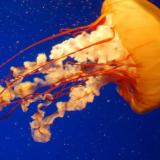 _Jellyfish_