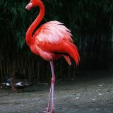 Flamingo2110