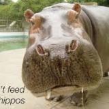 blundering_hippo
