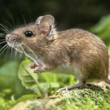 mouseinthecorner