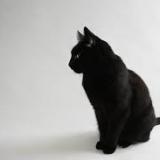 cat-noir