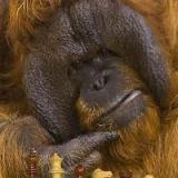 orangutanb4