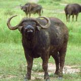 buffalo17