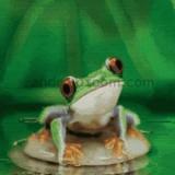 floatingfrog