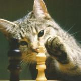 Chessplayer_357