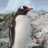Penguinlover01