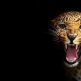 The_Cheetah