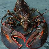 Lobster148