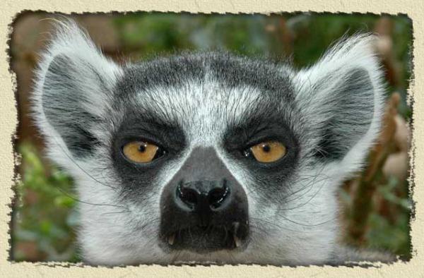 lemur2012