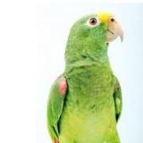 The_Green-Parrot