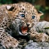 Tucker_the_Leopard
